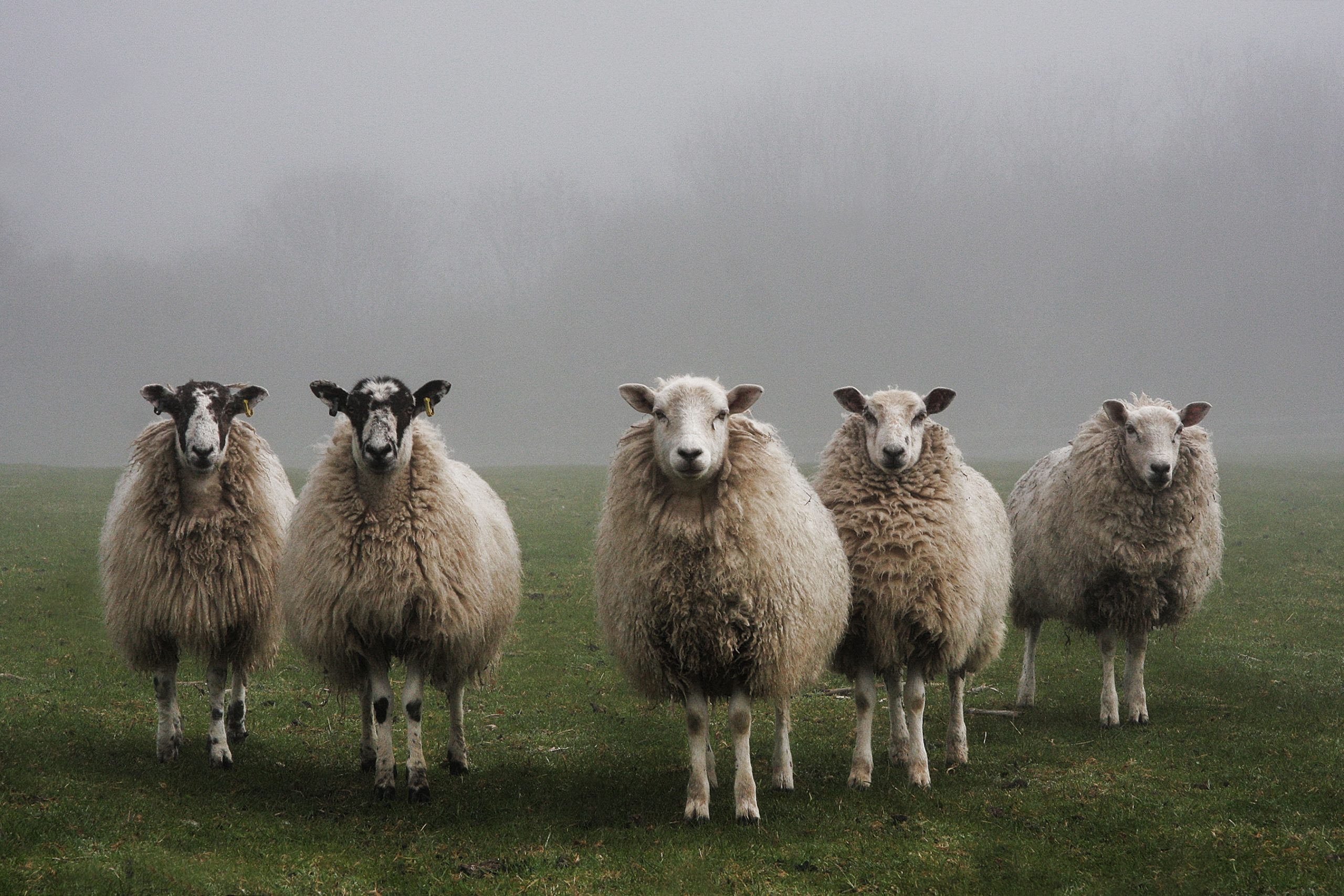 sheep-standing-in-v-formation-in-fog-redpoint-global